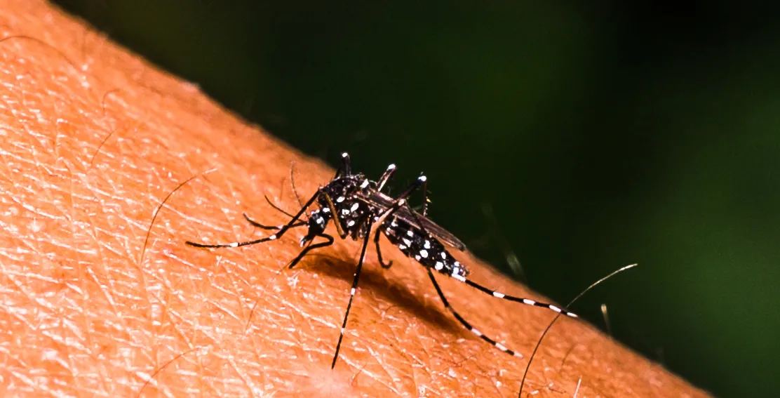 ২৪ ঘণ্টায় ডেঙ্গুতে ৪ জনের মৃত্যু, হাসপাতালে ভর্তি ৫৬৮ রোগী